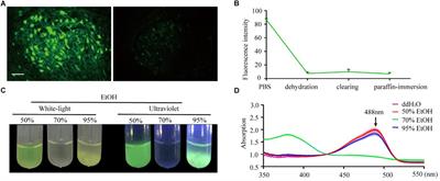 Maintenance of Fluorescence During Paraffin Embedding of Fluorescent Protein-Labeled Specimens
